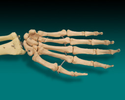 1_228Anatomical Osteology