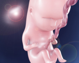 1_54 Embryology