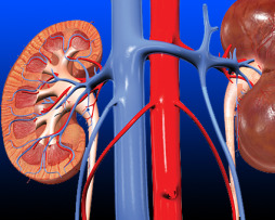 1_89Renal Physiology